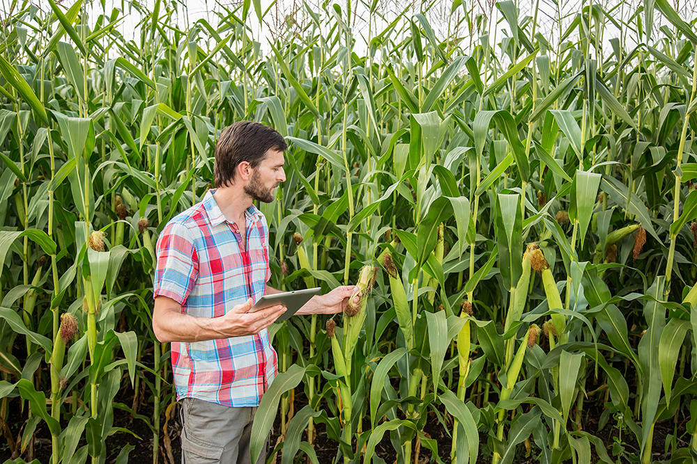 Scientist with tablet in a corn field