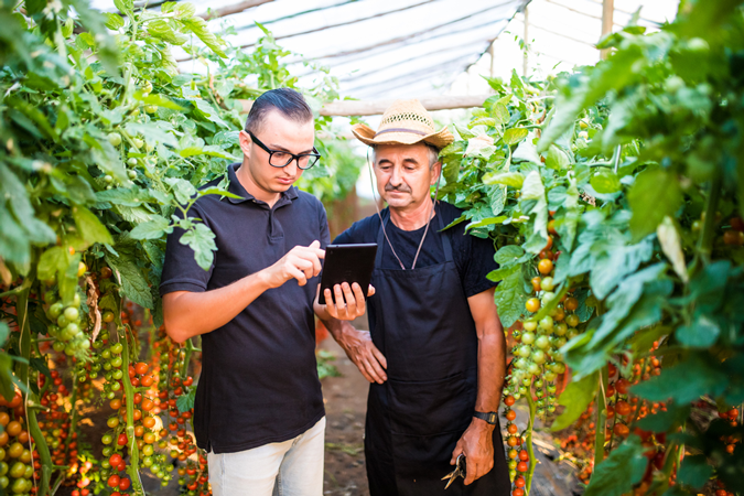 Scientists in greenhouses with tomatoes